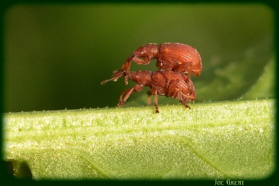 Apion frumentarium - vörös cickányormányos