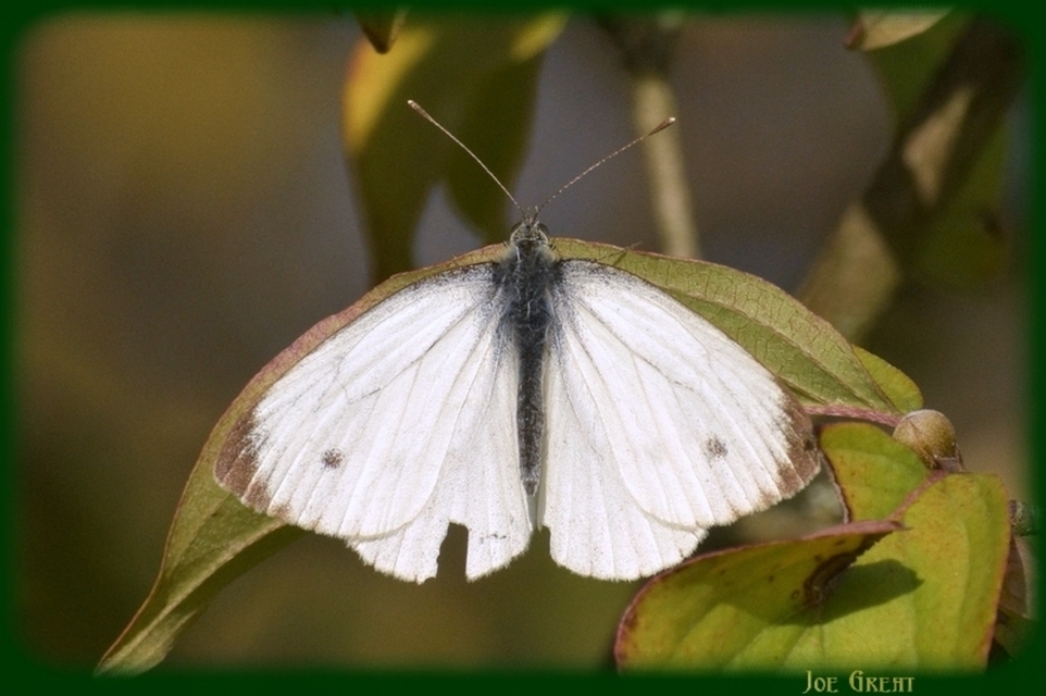 Pieris napi - repcelepke