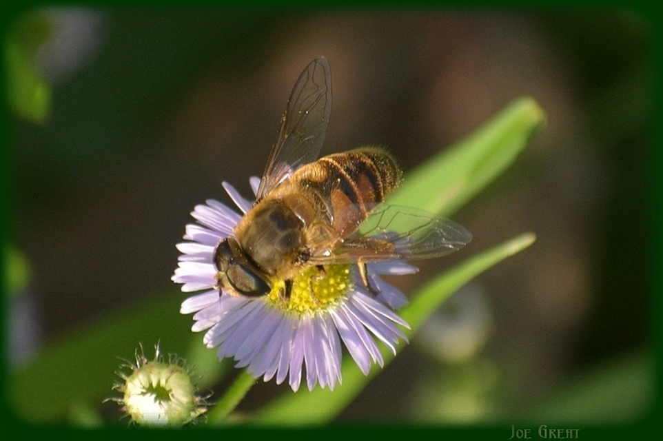 Eristalis tenax - közönséges herelégy