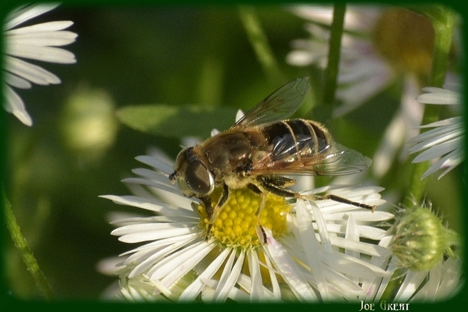 Diptera - Kétszárnyúak