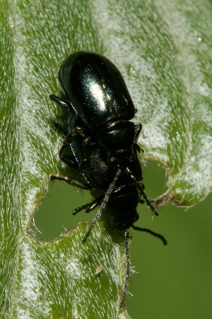 Altica