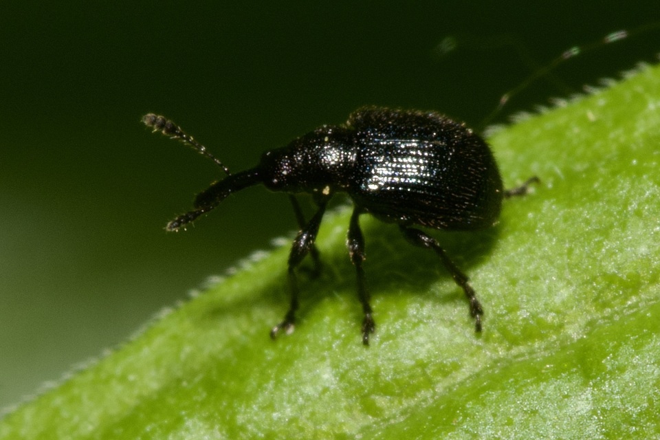 Neocoenorrhinus