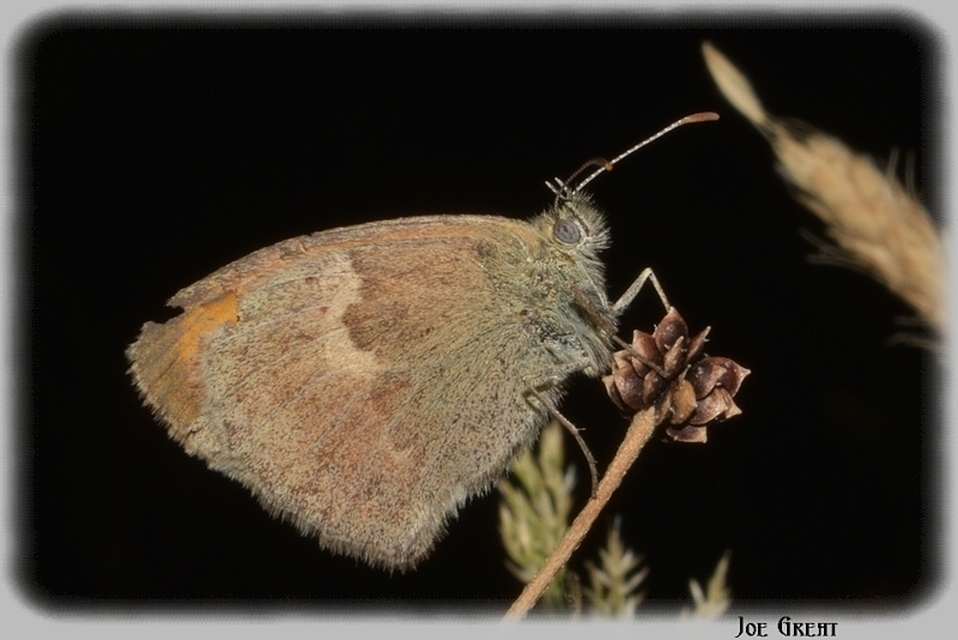 Coenonympha pamphilus - kis szénalepke