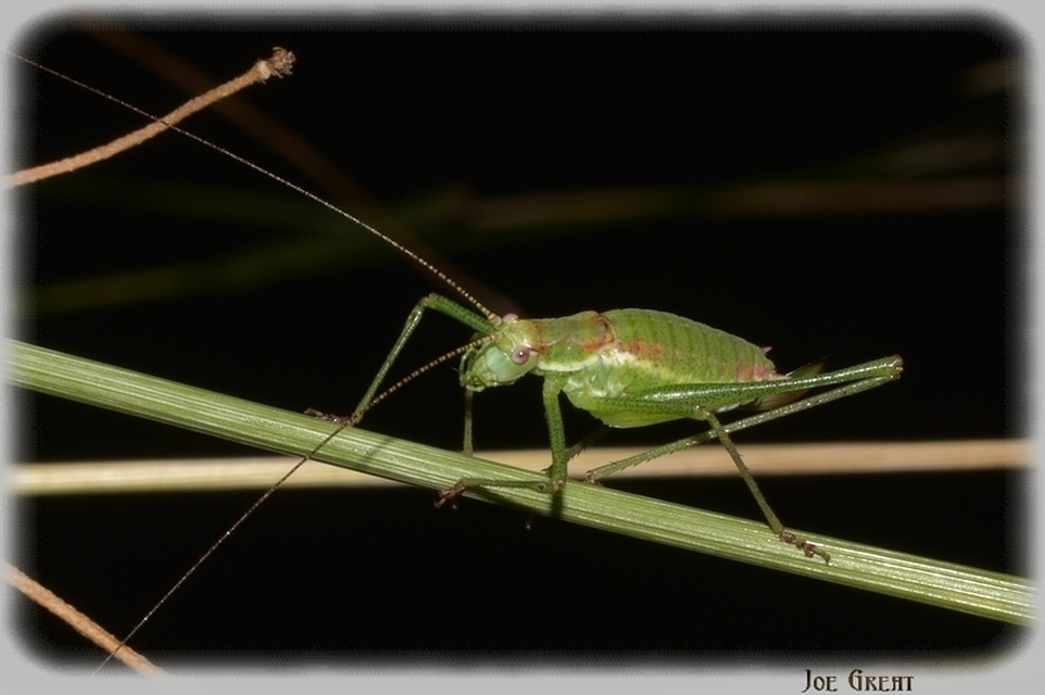 Leptophyes albovittata - közönséges virágszöcske