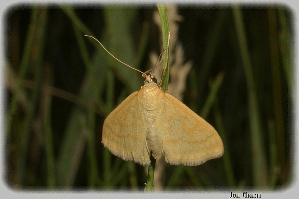 Sitochroa verticalis - világossárga dudvamoly