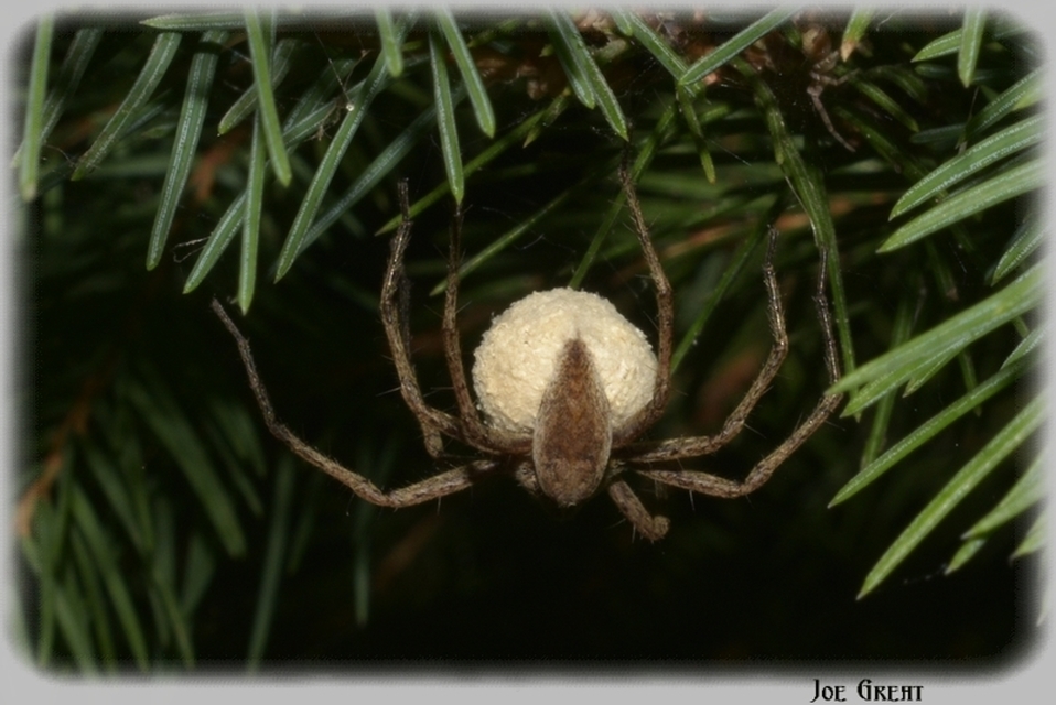 Araneae - Pókok