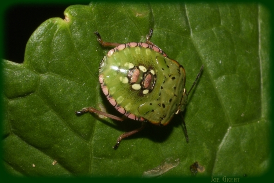 Nezara viridula - zöld vándorpoloska
