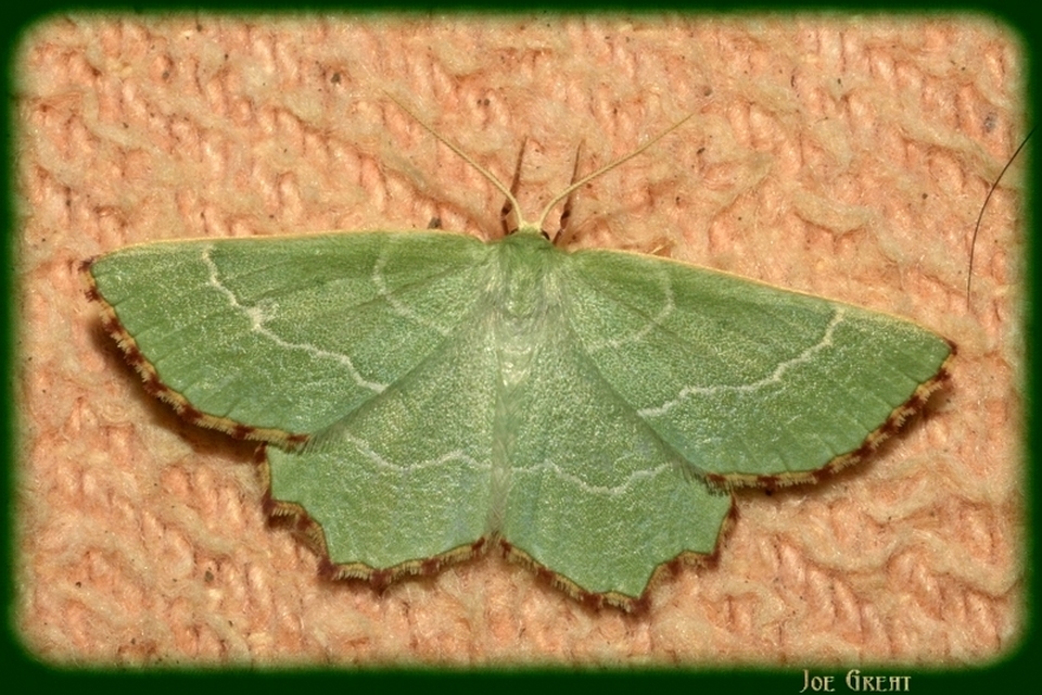 Thalera fimbrialis - csipkésszélű zöldaraszoló