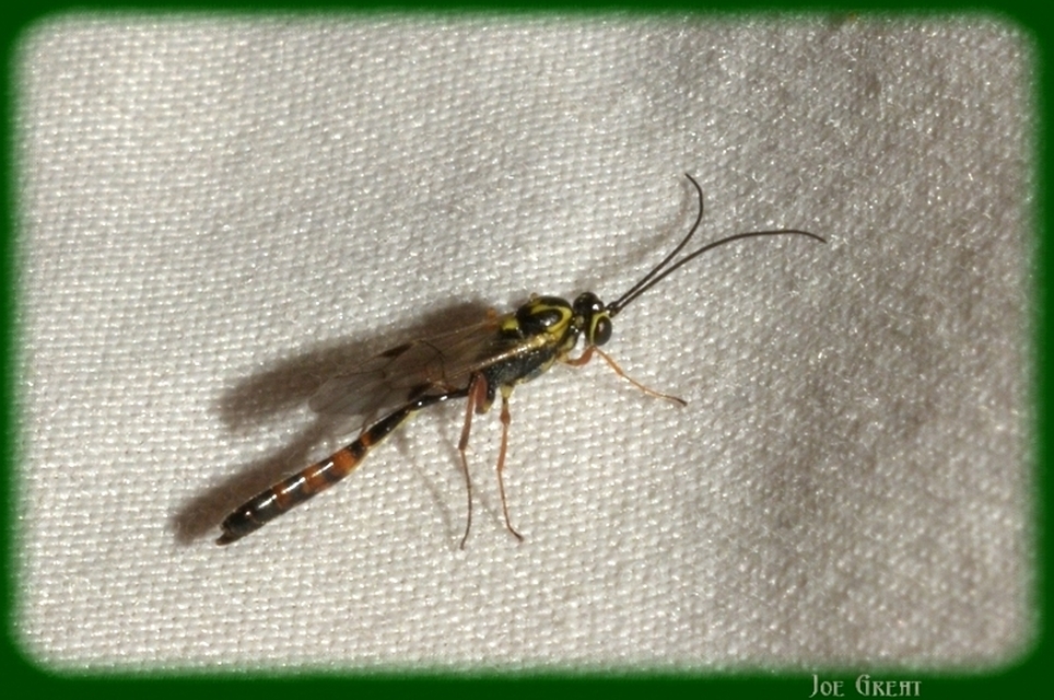 Ichneumonidae - valódi fürkészdarazsak