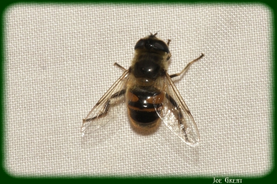 Diptera - Kétszárnyúak