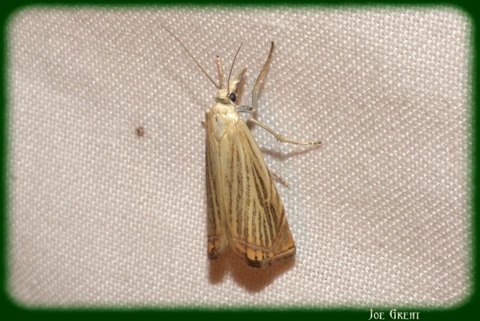 Chrysoteuchia culmella - kerti fűgyökérmoly