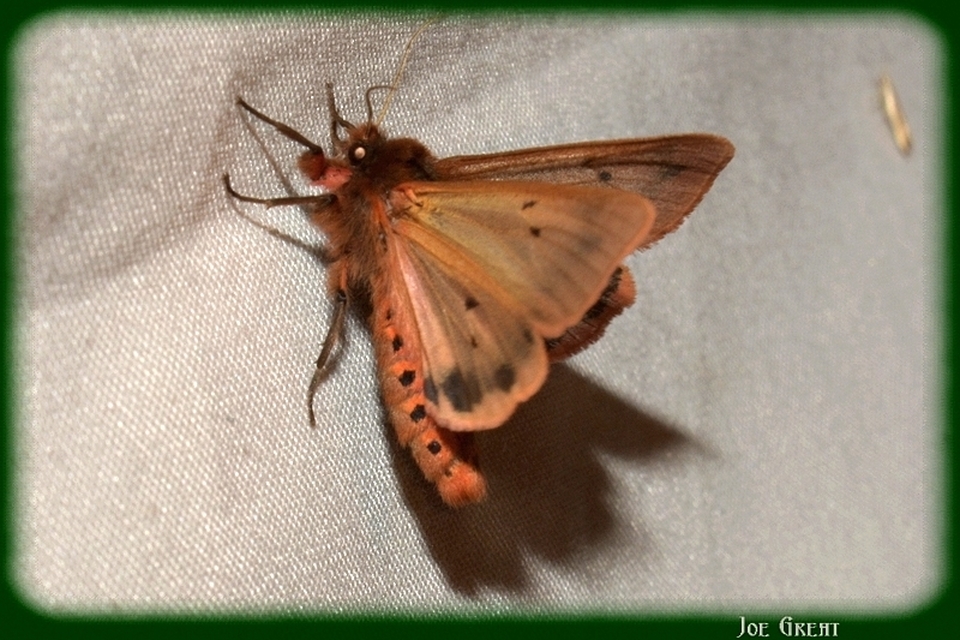 Phragmatobia fuliginosa - füstös medvelepke