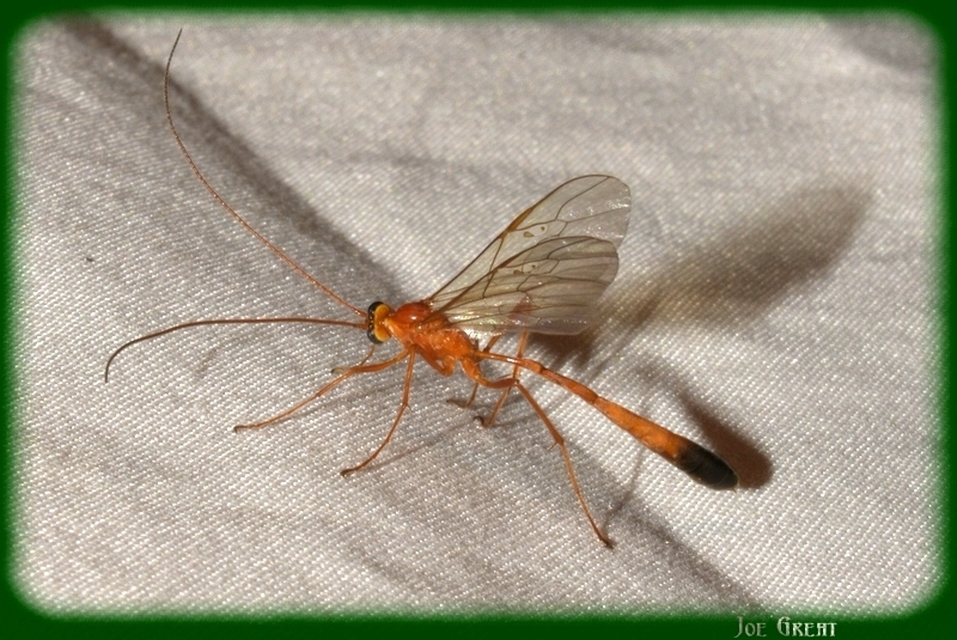 Ophion
