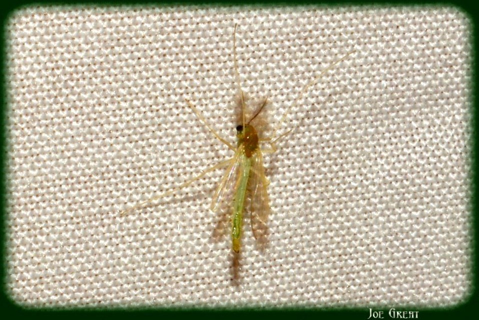 Diptera - Kétszárnyúak