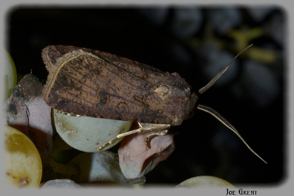 Agrotis segetum - vetési földibagoly