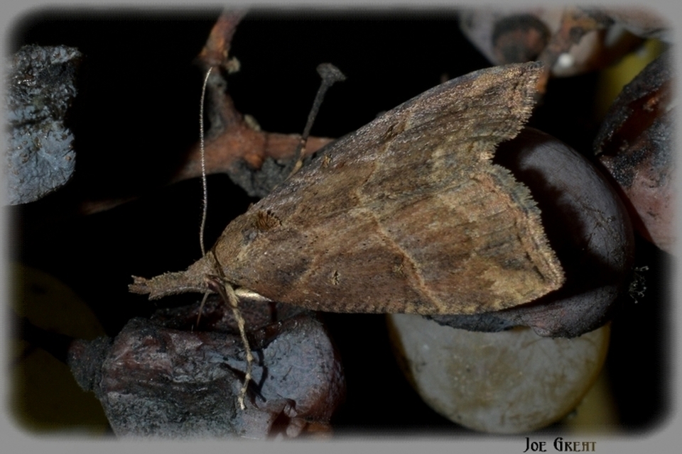 Hypena rostralis - közönséges karcsúbagoly