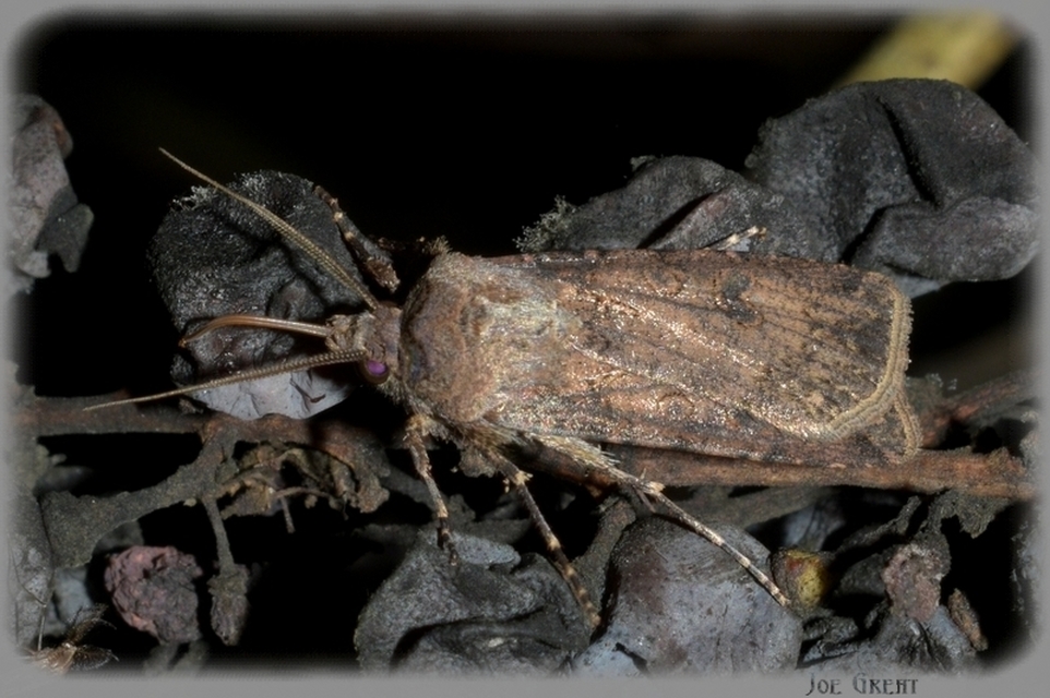 Agrotis segetum - vetési földibagoly