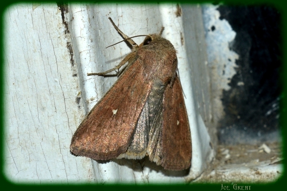 Mythimna albipuncta - fehérpettyes rétibagoly Mythimna albipuncta - fehérpettyes rétibagoly