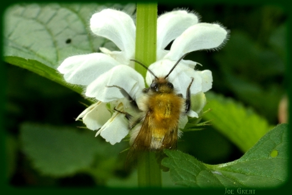Hymenoptera - Hártyásszárnyúak