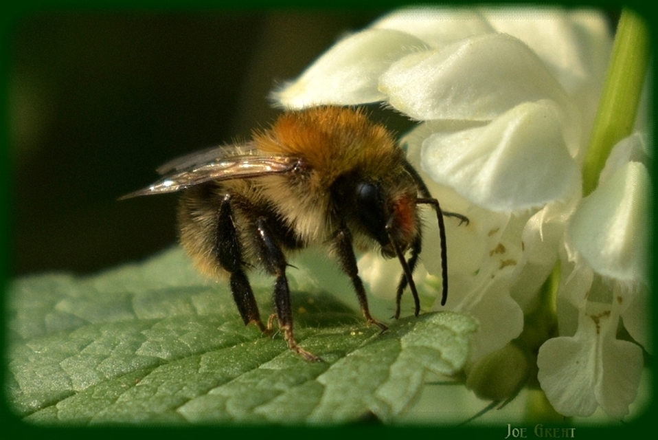 Hymenoptera - Hártyásszárnyúak