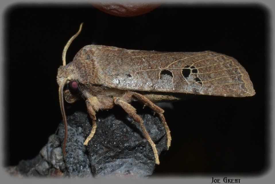 Conistra rubiginosa - szürke télibagoly
