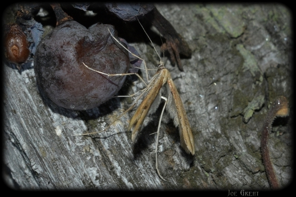 Pterophoridae - tollasmolyfélék
