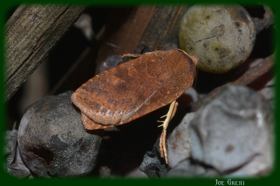 Conistra vaccinii - változékony őszibagoly