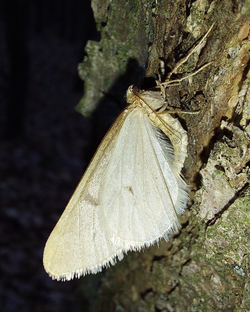Alsophila aceraria - juhararaszoló