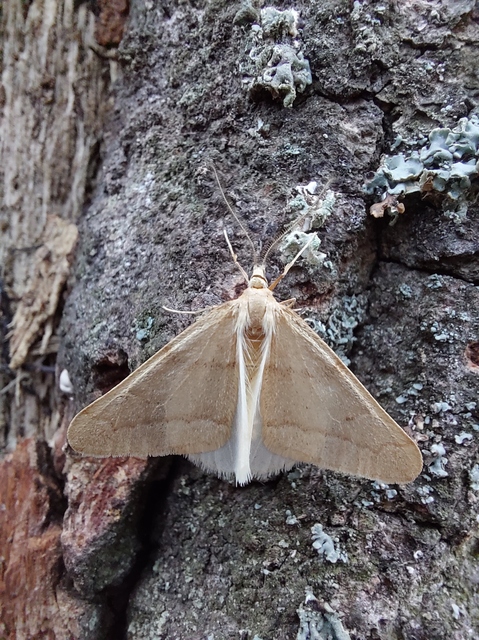Alsophila aceraria - juhararaszoló