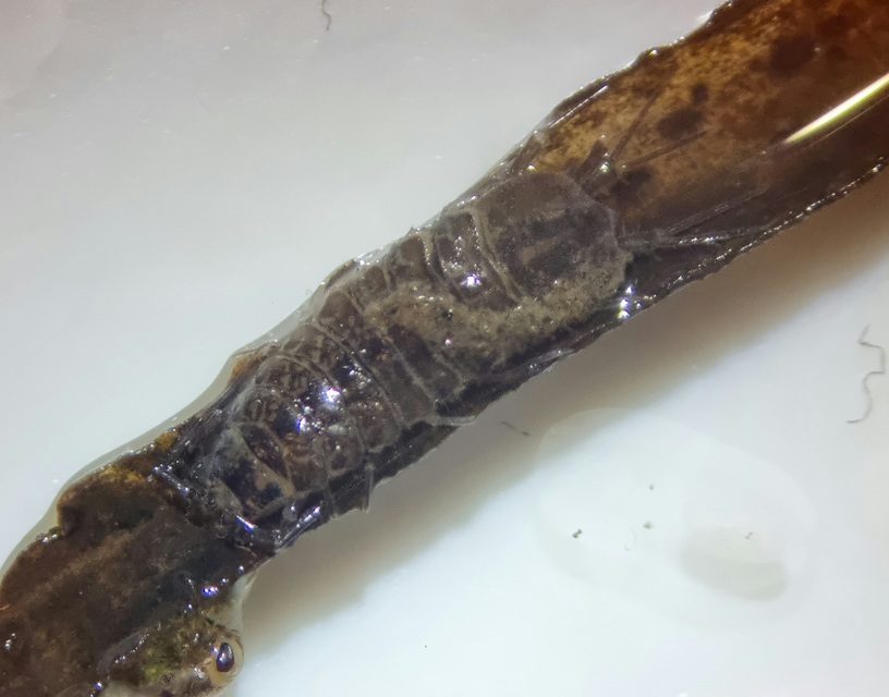 Asellus aquaticus - közönséges víziászka
