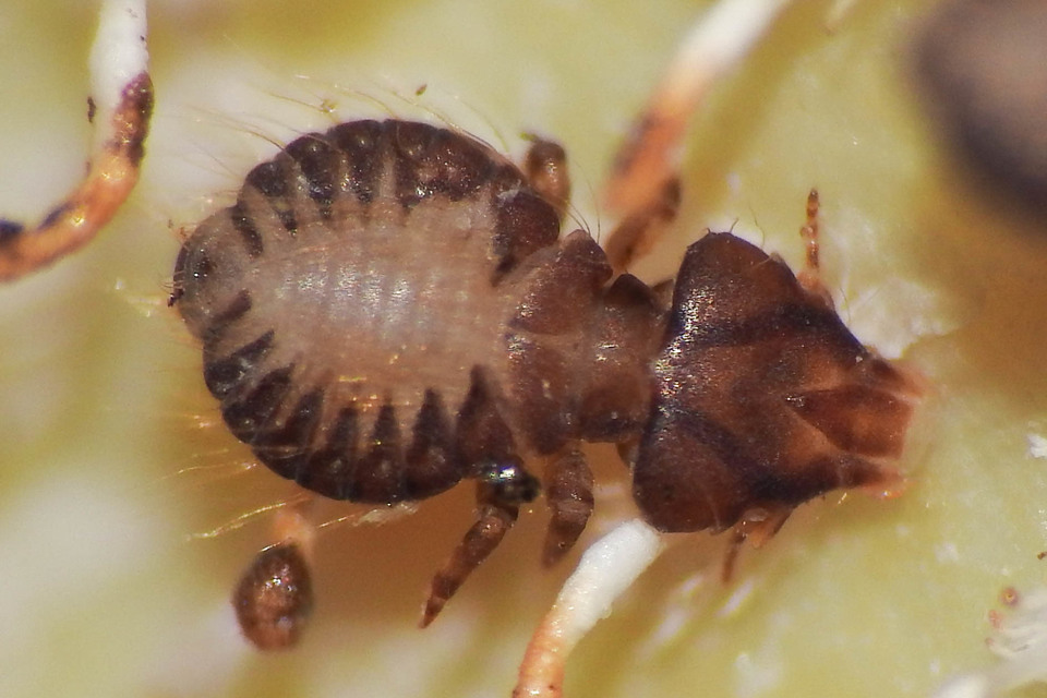 tetvek (Phthiraptera)