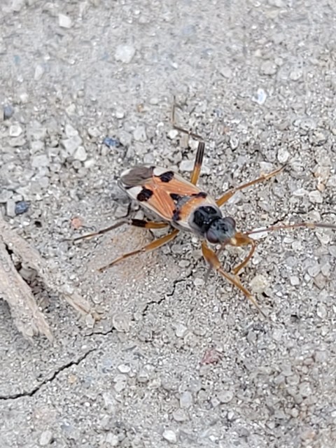 Beosus quadripunctatus - pettyes homokibodobács