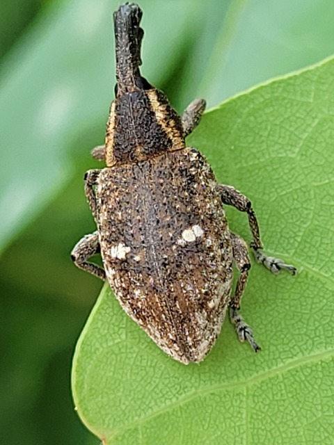 Lepyrus palustris - kétpettyes fűzormányos