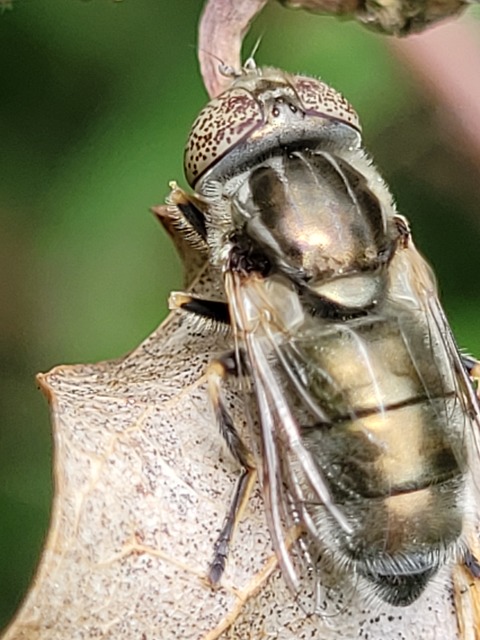 Eristalinus aeneus - bronzos foltosszeműlégy