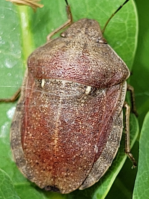 Eurygaster Eurygaster