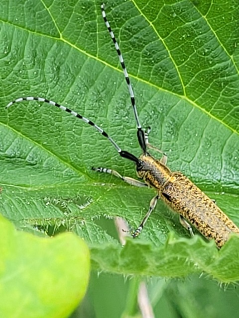 Agapanthia villosoviridescens - fehérgyűrűs bogáncscincér