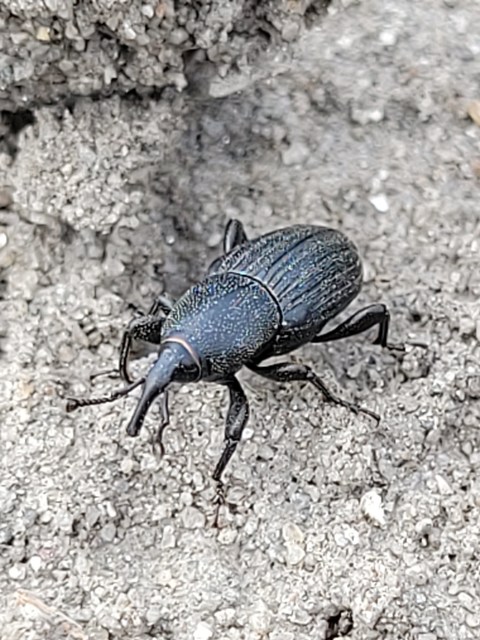 Sphenophorus striatopunctatus - mezei zsuzsok