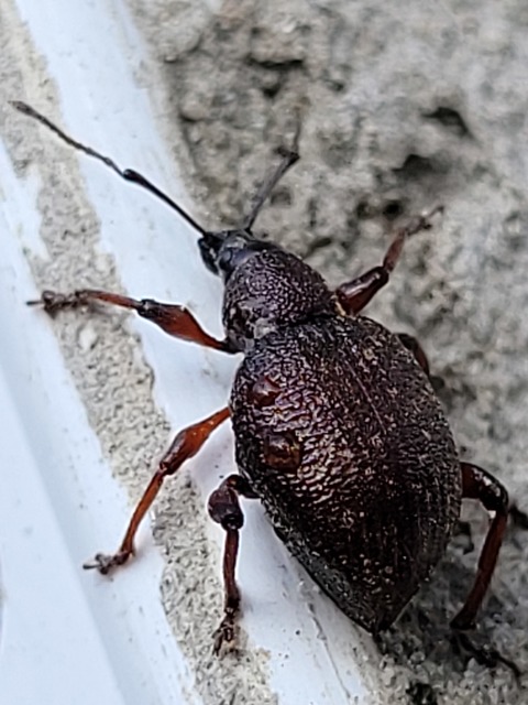 Dodecastichus inflatus - barázdásorrú gyalogormányos