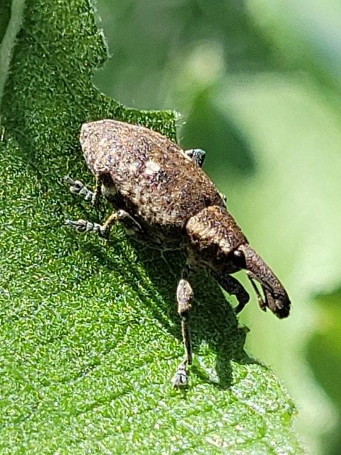 Lepyrus palustris - kétpettyes fűzormányos