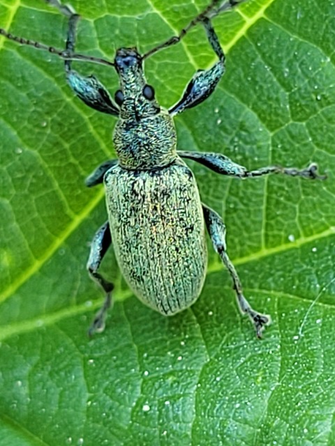Phyllobius glaucus - éger-levélormányos Phyllobius glaucus - éger-levélormányos