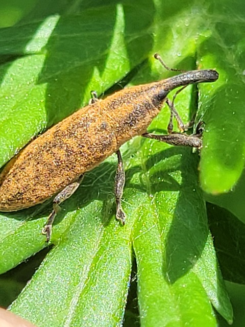 Lixus pulverulentus - mályvafúró dudvabarkó