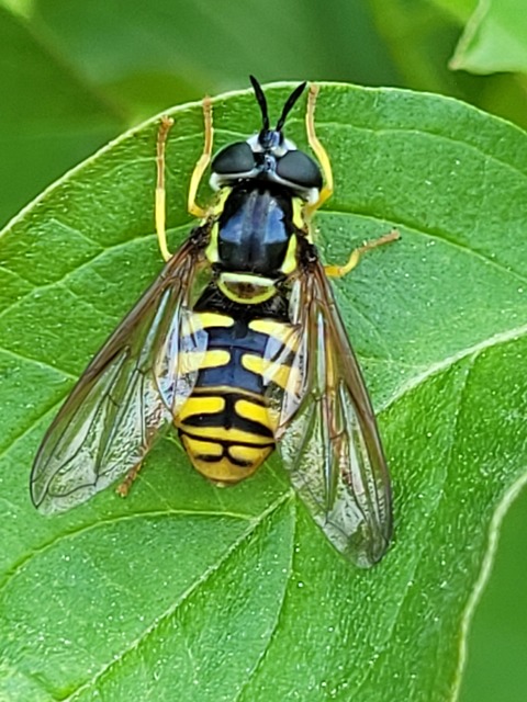 Chrysotoxum