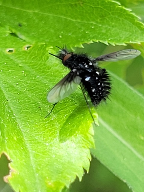 Bombylella atra - ezüstpettyes pöszörlégy