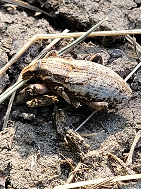 Pseudocleonus cinereus - hamvas barkó