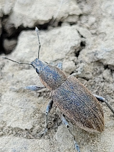 Tanymecus palliatus - közönséges hegyesfarúbarkó