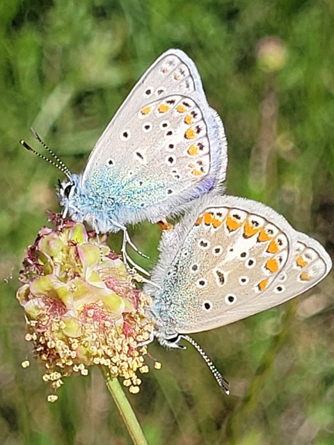 Polyommatus thersites - ibolyaszín boglárka