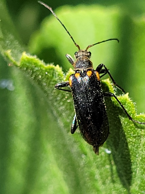Cortodera humeralis - négyfoltos cserjecincér