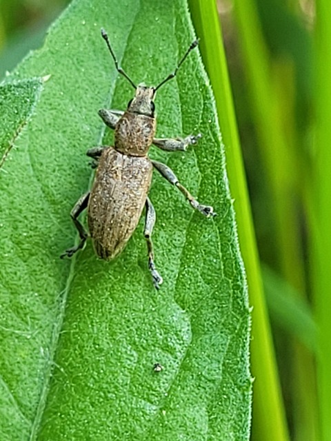 Tanymecus palliatus - közönséges hegyesfarúbarkó