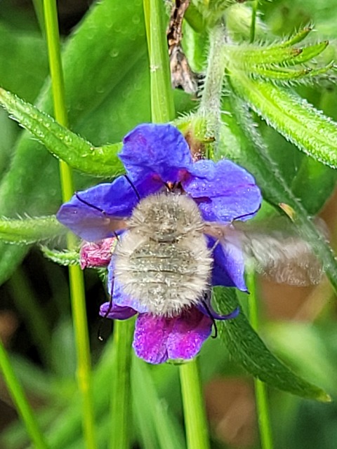 Bombylius cinerascens
