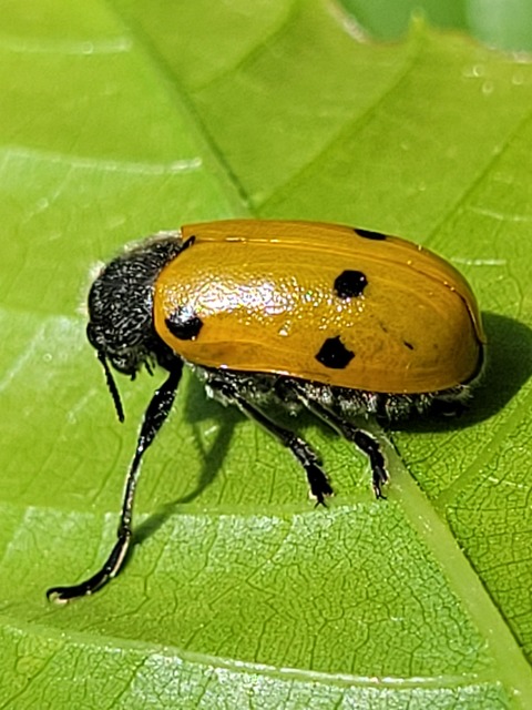 Lachnaia sexpunctata - szőrösnyakú zsákhordóbogár